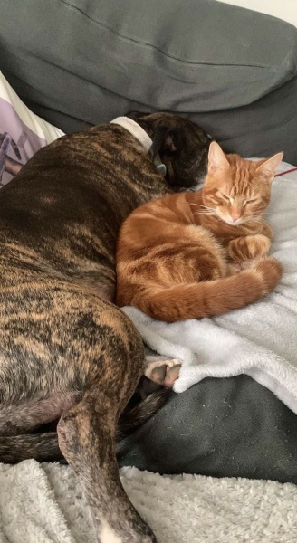 Cat affectionate towards dog?