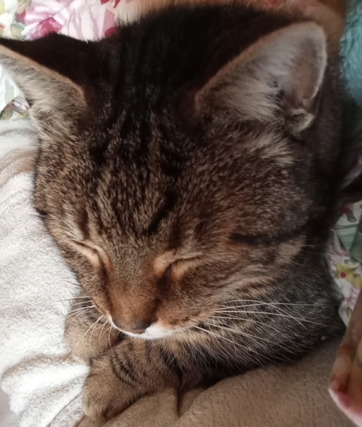 The Bluestocking Arms Women's Pub, where women make friends with Beetles, Androids, Cakes, Dragons, Hedgehogs and other women, where wit and wisdom flourish