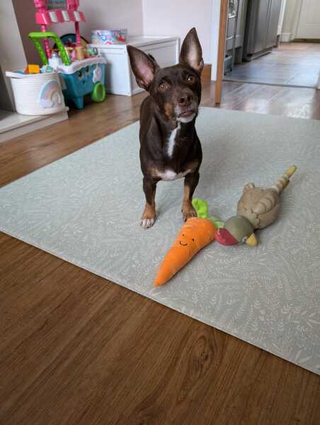 Vet phobic dog - so stressed