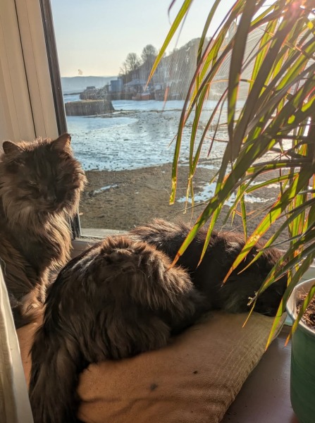 Hymns in Minor Keys & the Russian Easter Overture - the Excellent Cats ignore Culture.....