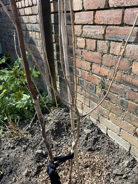 Cherry Tree - alive?