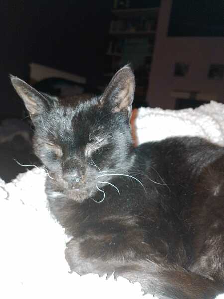 Hymns in Minor Keys & the Russian Easter Overture - the Excellent Cats ignore Culture.....