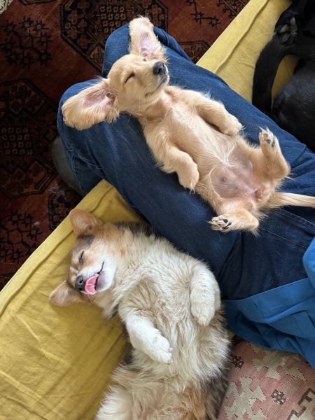 The Bluestocking Arms Women's Pub, where women make friends with Beetles, Androids, Cakes, Dragons, Hedgehogs and other women, where wit and wisdom flourish