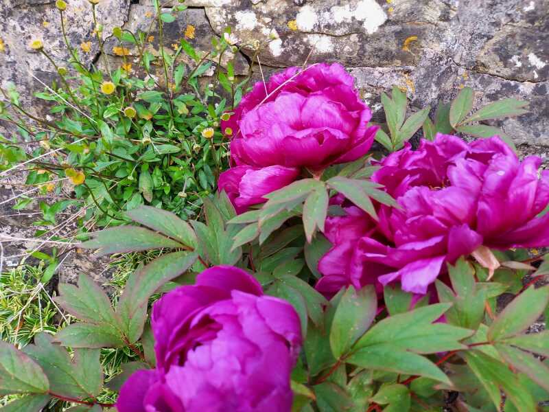 peonies looking great