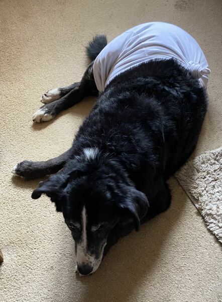 Handhold please - elderly rescue dog attacked by Doberman this afternoon 😢