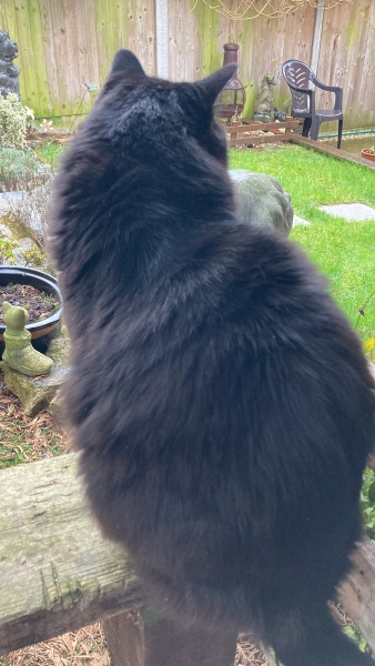 Hymns in Minor Keys & the Russian Easter Overture - the Excellent Cats ignore Culture.....