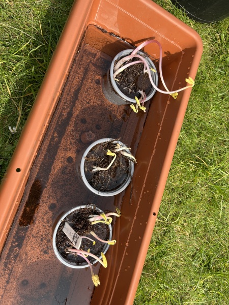 Bare root sprouting
