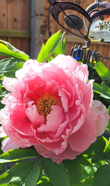 peonies looking great