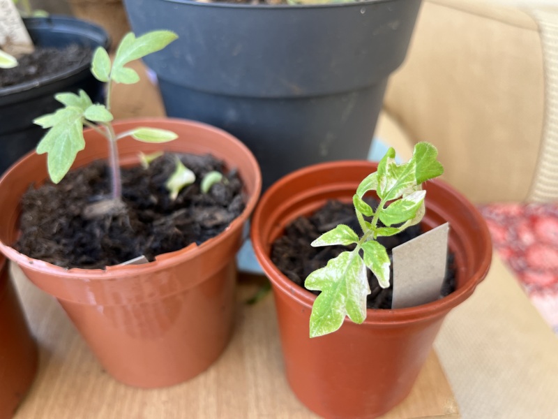What’s happen to my tomato leaves?