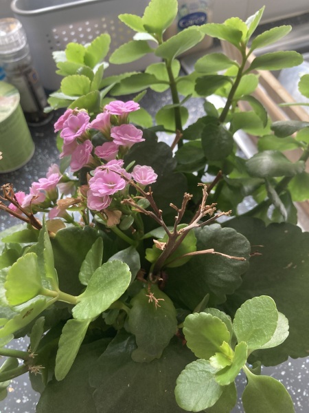 What plant is this please?