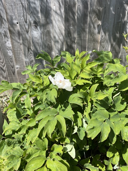 Anyone else excited for peonies?