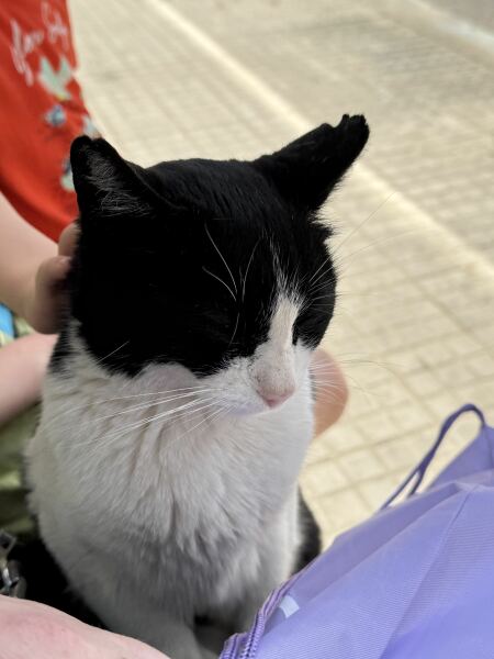 Hymns in Minor Keys & the Russian Easter Overture - the Excellent Cats ignore Culture.....