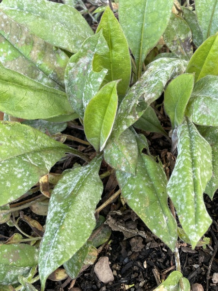 White spots on my pulmonaria?