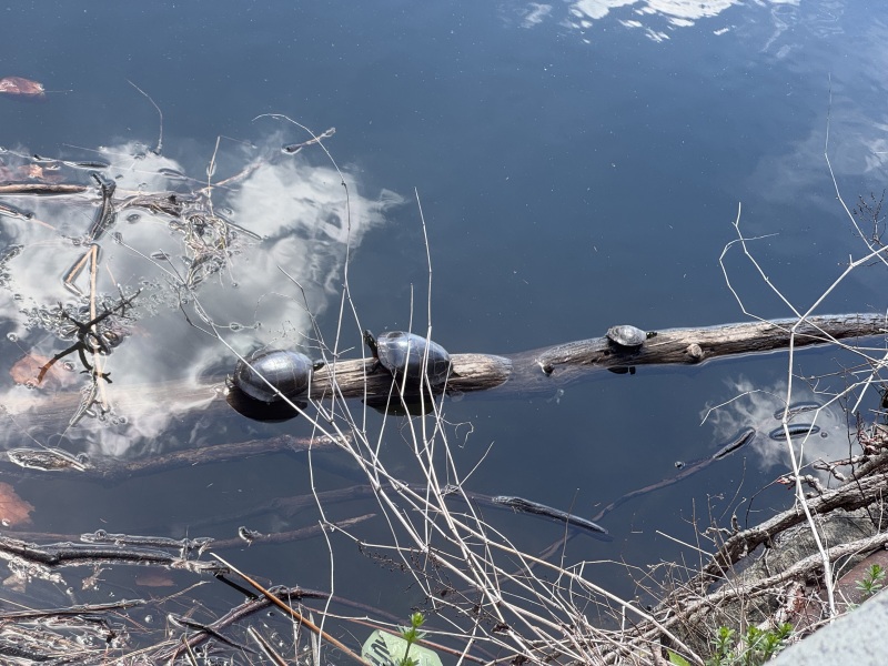 Come and tell us your dull and unexciting news 33: Calmly through the day