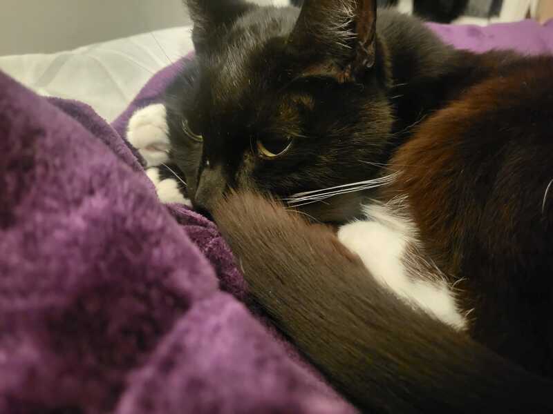 Hymns in Minor Keys & the Russian Easter Overture - the Excellent Cats ignore Culture.....