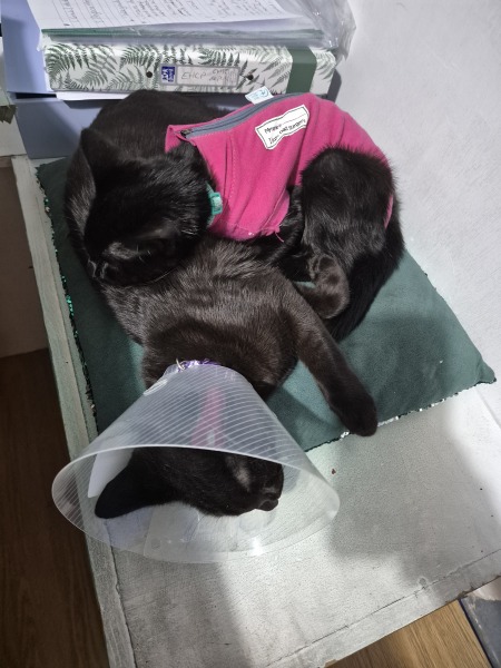 Advice please, Baby cats have arrived!