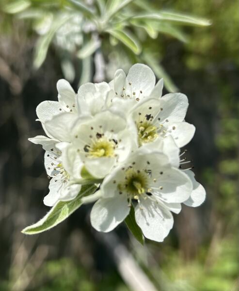 Thread 22 Starmer - Running up to local elections