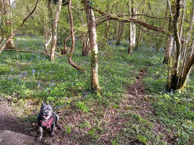 The support thread for anyone trying to live an alcohol free life. Spring 2025.