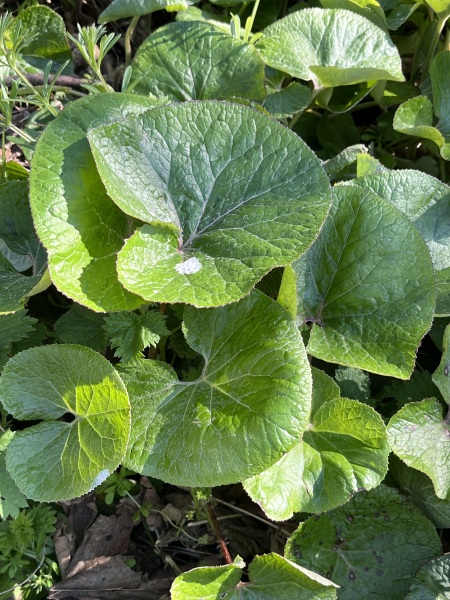 Plant ID