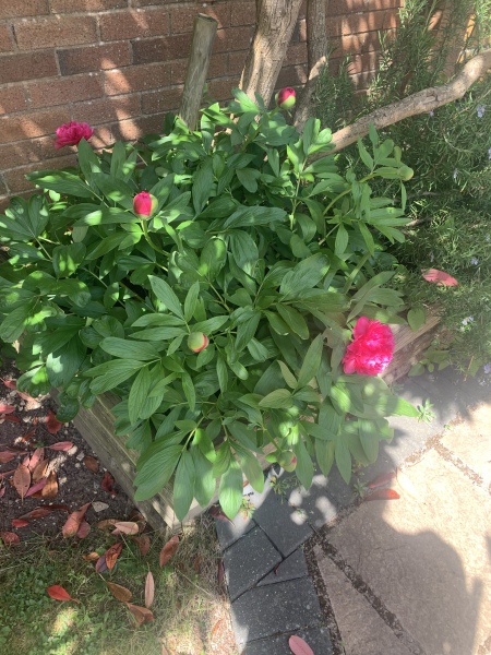 Anyone else excited for peonies?
