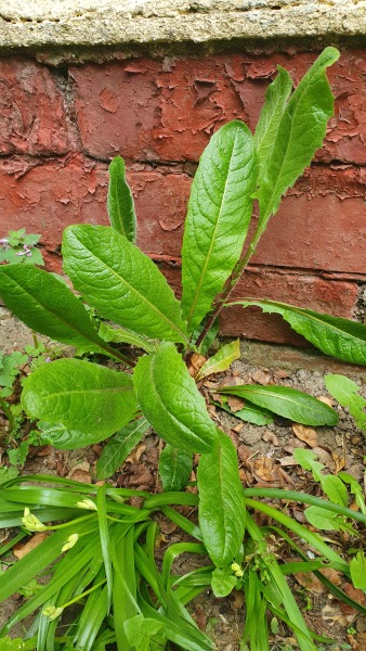 Help ID plant