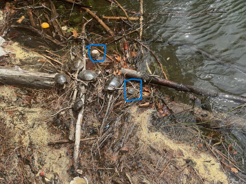 Come and tell us your dull and unexciting news 33: Calmly through the day