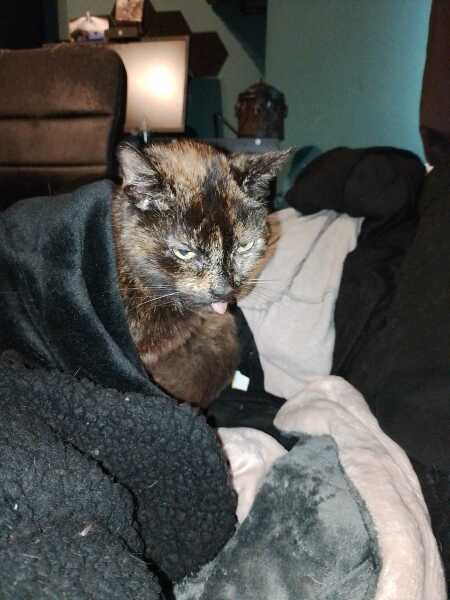 Hymns in Minor Keys & the Russian Easter Overture - the Excellent Cats ignore Culture.....