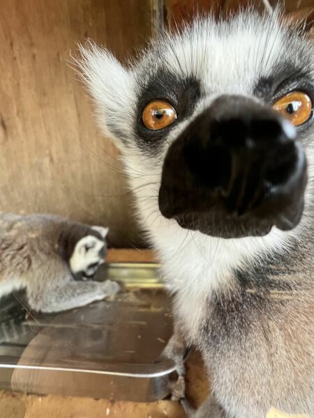 Mounjuro Auggies Thread 13