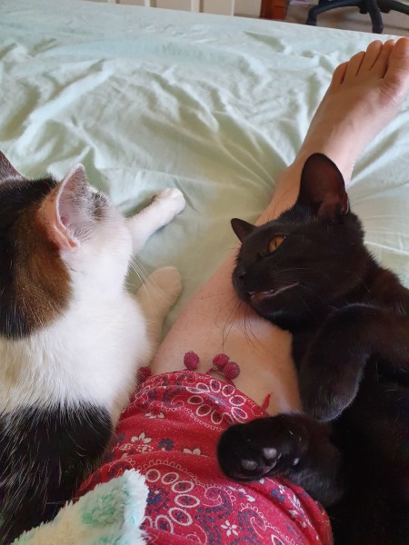 To ask if you have a velcro cat?