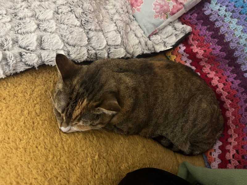 Hymns in Minor Keys & the Russian Easter Overture - the Excellent Cats ignore Culture.....