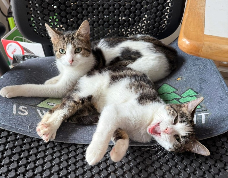 Two rescue girlies - name suggestions please!