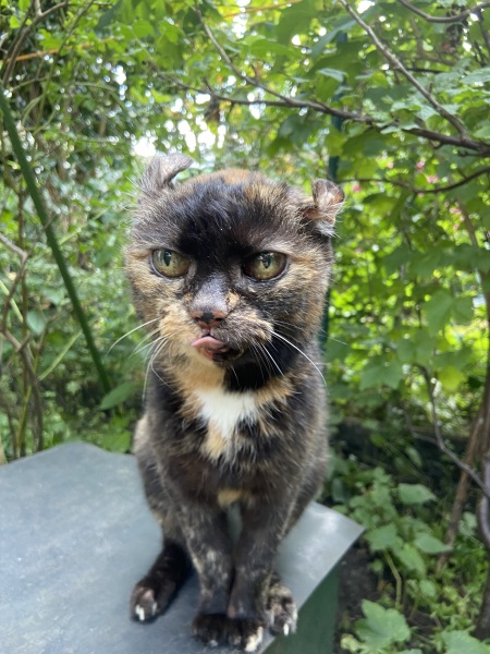 Returning new kittens - why didn't this work?