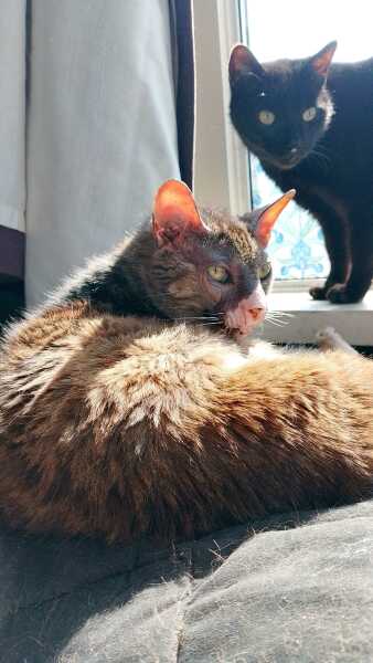 Hymns in Minor Keys & the Russian Easter Overture - the Excellent Cats ignore Culture.....