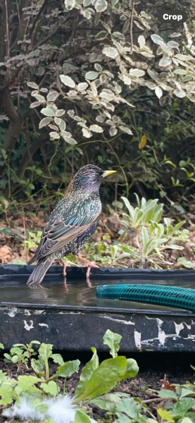 Don't forget to top up water for the birds, hedgehogs and some mud for bees