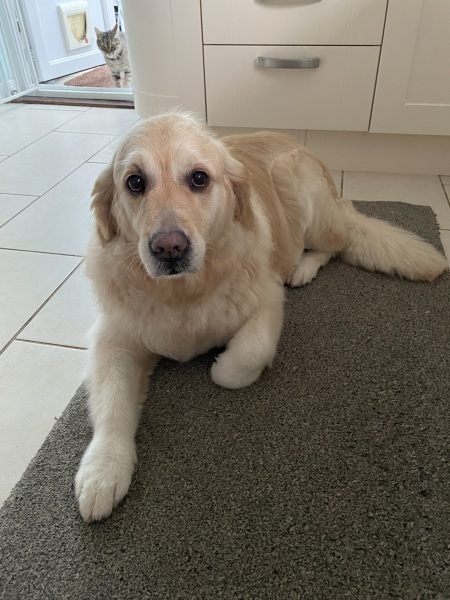 Golden Retriever puppy and walks