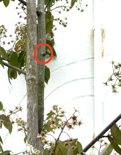 Is it normal for a tree to have gaps in its canopy?