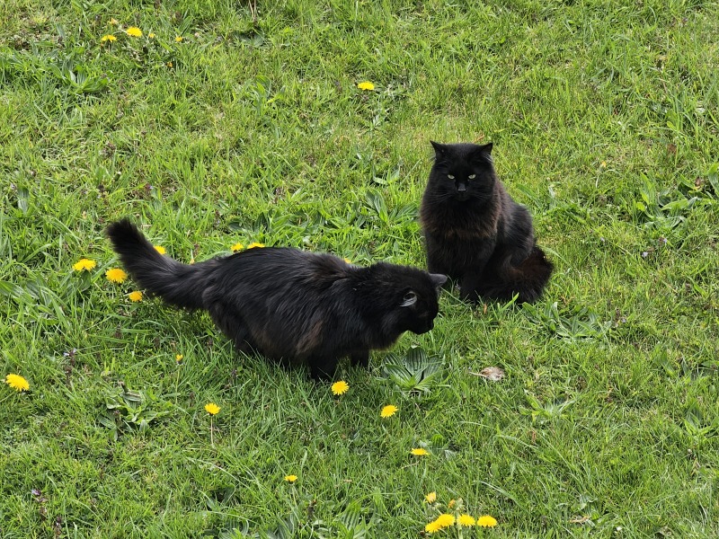 Hymns in Minor Keys & the Russian Easter Overture - the Excellent Cats ignore Culture.....