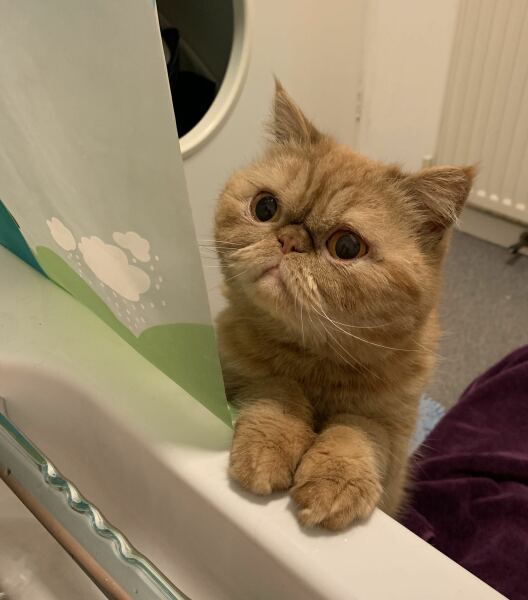 Pampered, Persian, Princess Penelope