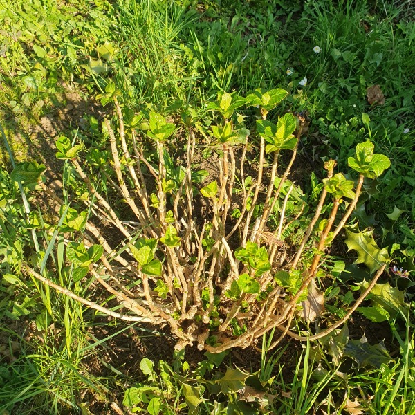 How is your hydrangeas looking right now?