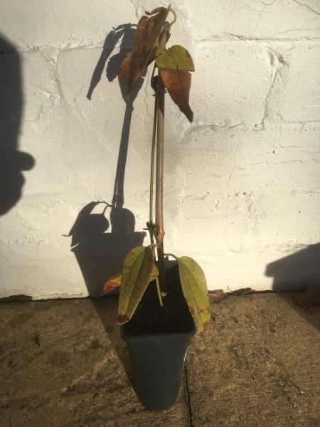 Is it worth trying to save this Clematis Armandii?