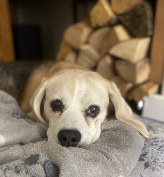 Our beautiful dog