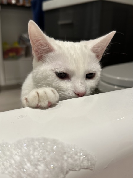 Hymns in Minor Keys & the Russian Easter Overture - the Excellent Cats ignore Culture.....