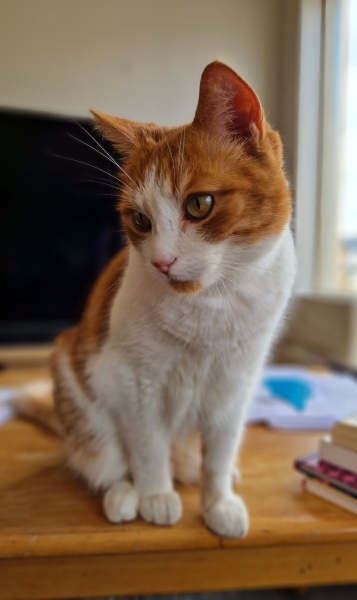 Hymns in Minor Keys & the Russian Easter Overture - the Excellent Cats ignore Culture.....