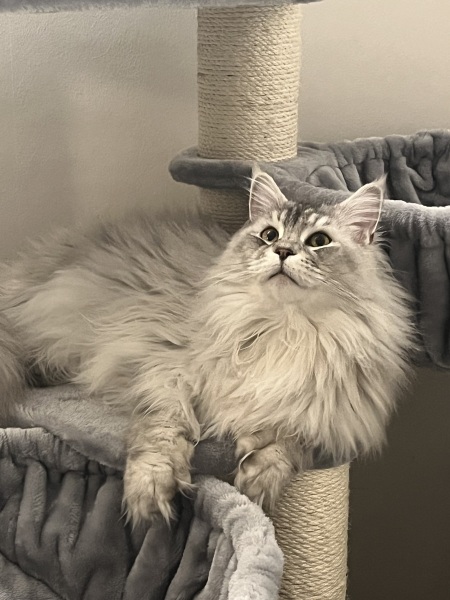 Distraught cat seeks Kattovit Gastro or shipping advice…