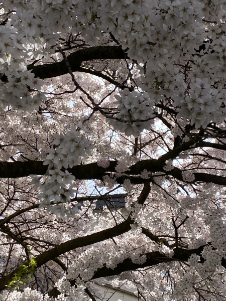 Any Witches Here? Part 21