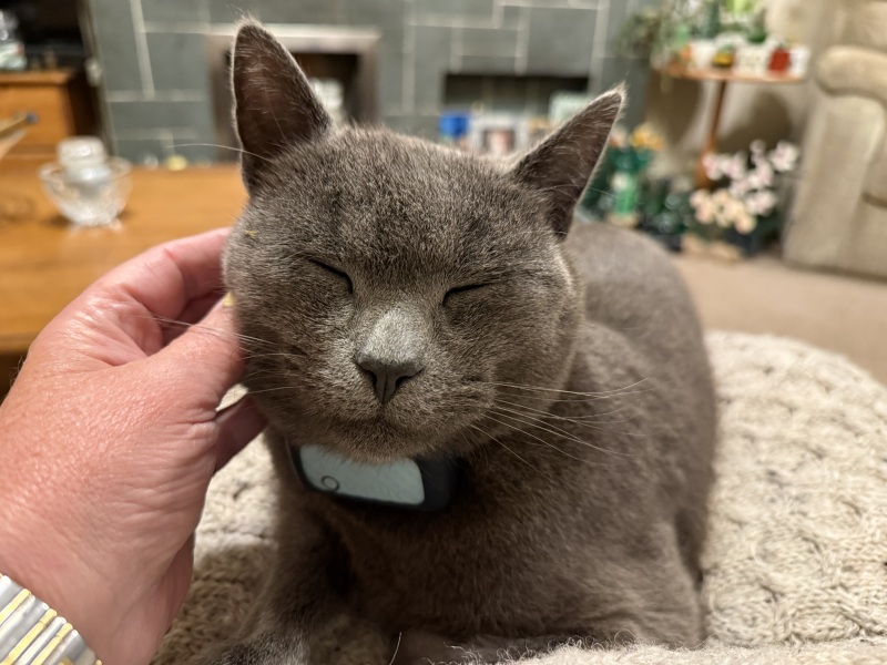 Help I need a Tracking Device for Cats