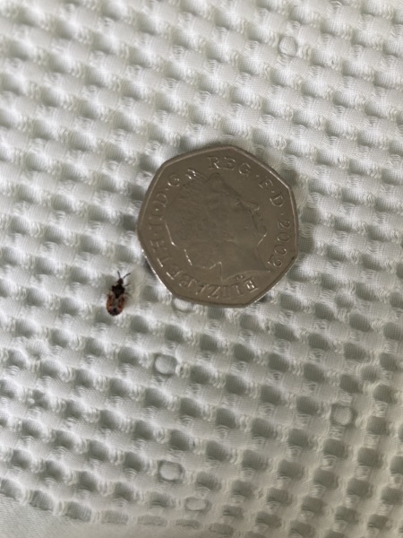 Insect ID help