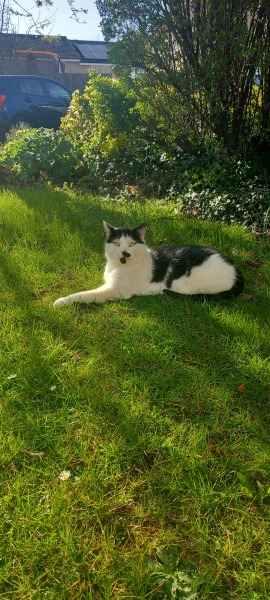 Hymns in Minor Keys & the Russian Easter Overture - the Excellent Cats ignore Culture.....