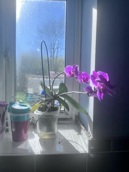 How do I move this orchid without killing it?