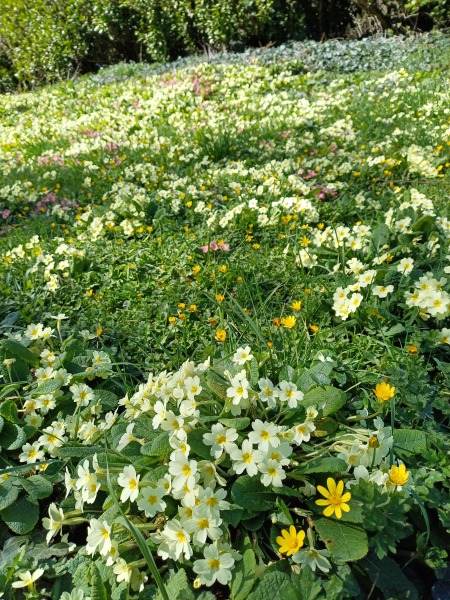 The Bluestocking - where women are women, and small furry animals are gerbils, quokkas,  capybaras, or a red panda called Rosy